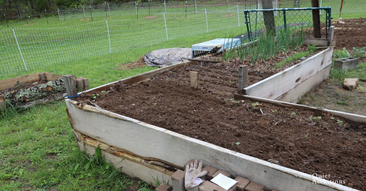 planted green beans on a raised bed
